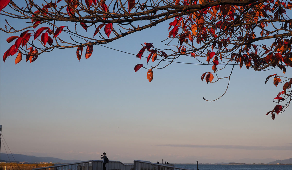 黄昏の空と秋めく葉っぱ